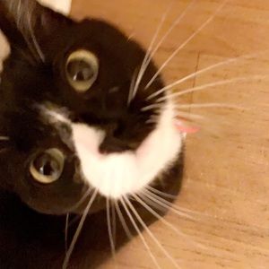 Meet your Posher, Samantha